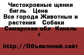 Чистокровные щенки бигль › Цена ­ 15 000 - Все города Животные и растения » Собаки   . Самарская обл.,Кинель г.